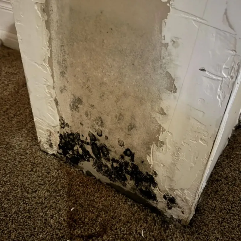 Professional Mold Removal in Central Point, OR
